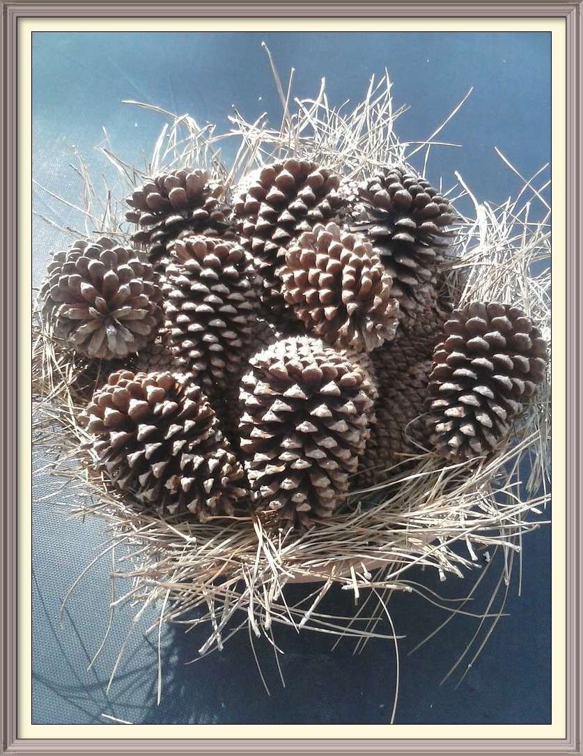 pine cones