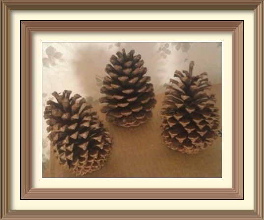 pine cones