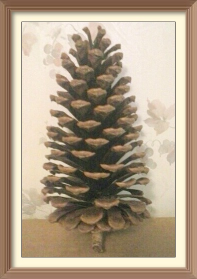 pine cones